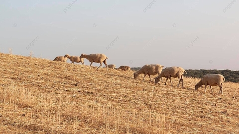 sheep feeding on dry pasture