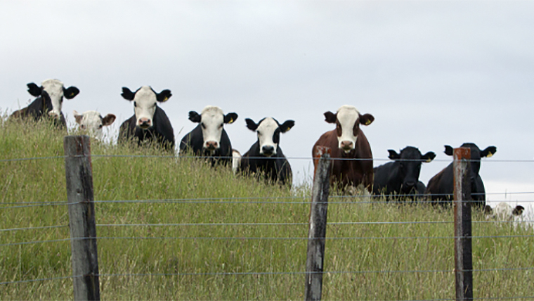 Cattle at fence