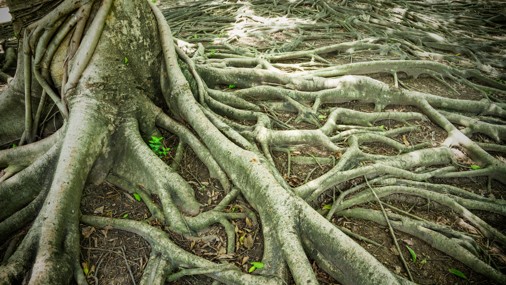 complex root system