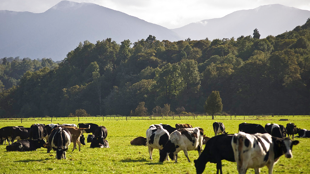 Dairy cows grazing