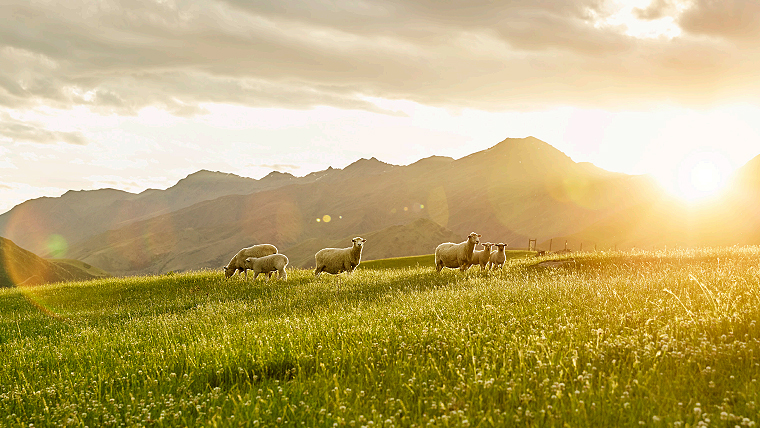 sheep on regenerative block