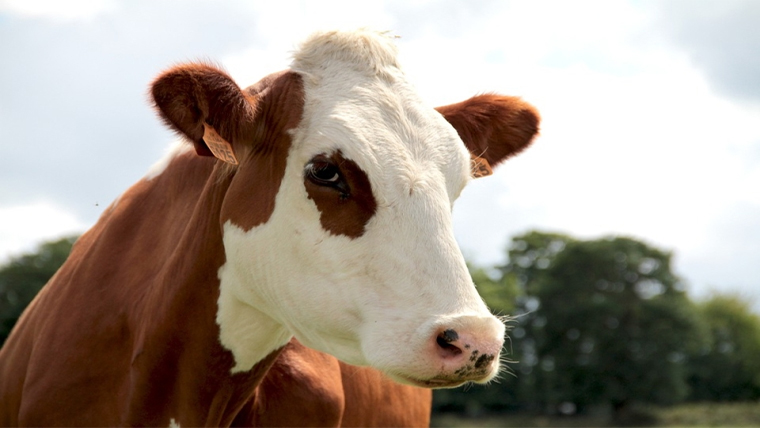 Cow in paddock