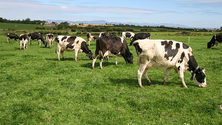 Dairy cows grazing