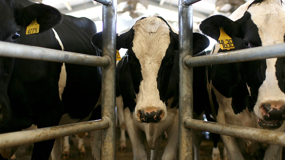 cow looking forward