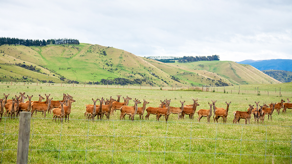 Deer grazing