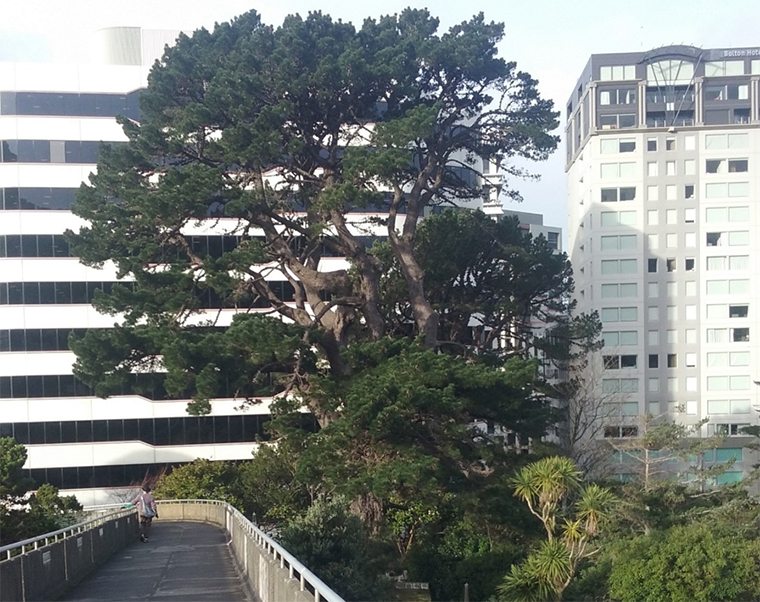 File:Covid -19 'Alert Level 4' barber closure notice, Waikanae.jpg -  Wikimedia Commons