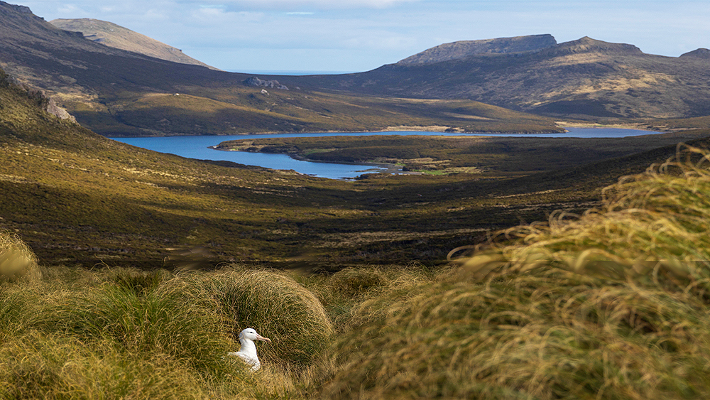 Nesting albatross on Campbell Island, sub-Antarctic New Zealand