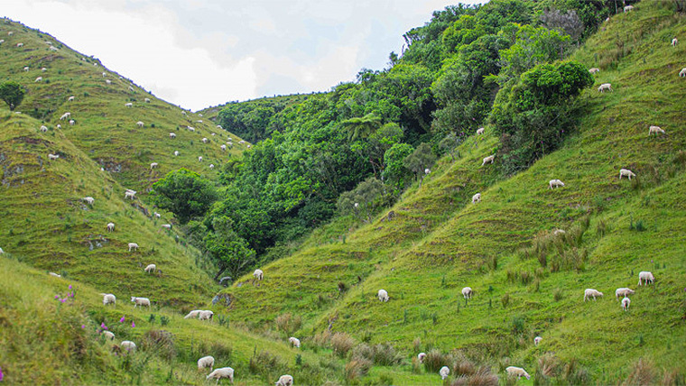 Sheep grazing near native bush