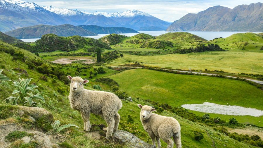 Sheep on hillside