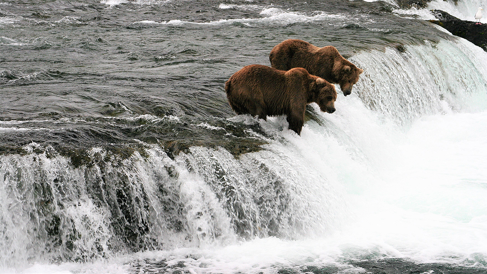 Bears wait patiently