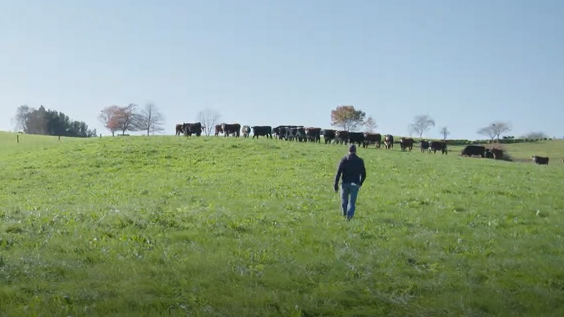 farmer and cattle