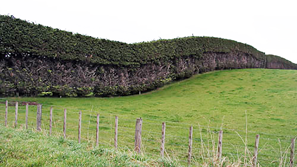 Hedge row