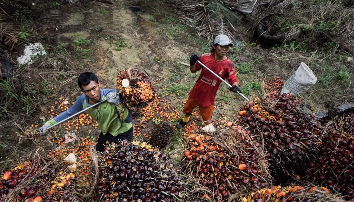 palm oil harvesting