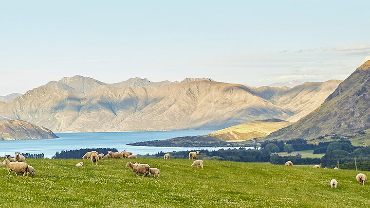 sheep in high country