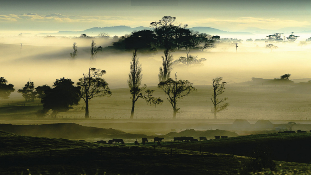 Mist in early morning