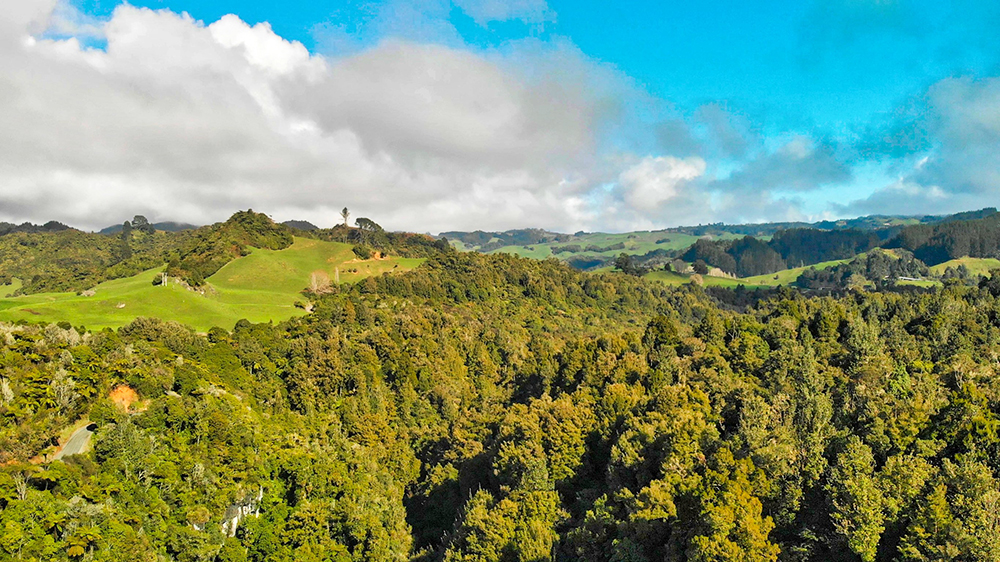 Native forest near Waitomo