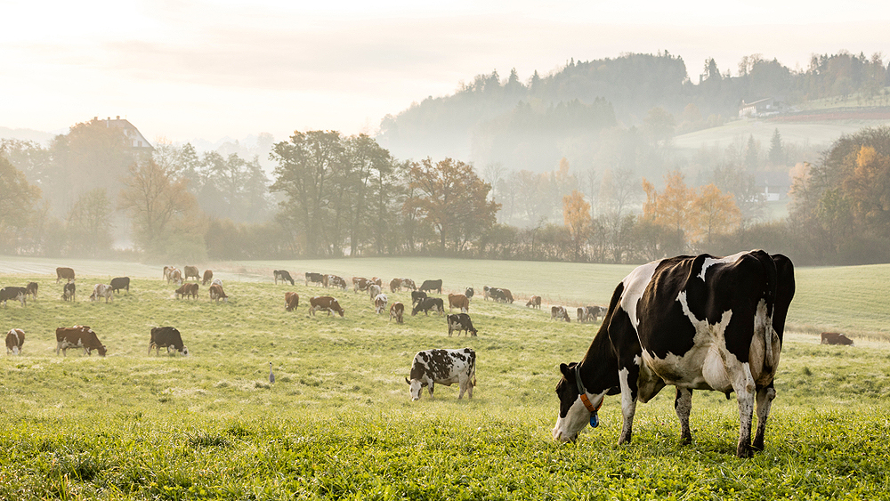 cows grazing