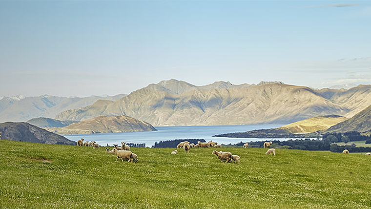 High country sheep