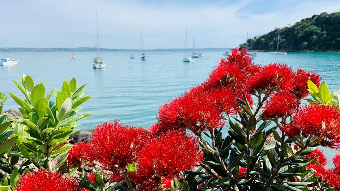 Pohutukawa on Waiheke Island