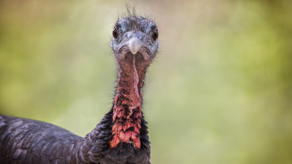 Surprised turkey