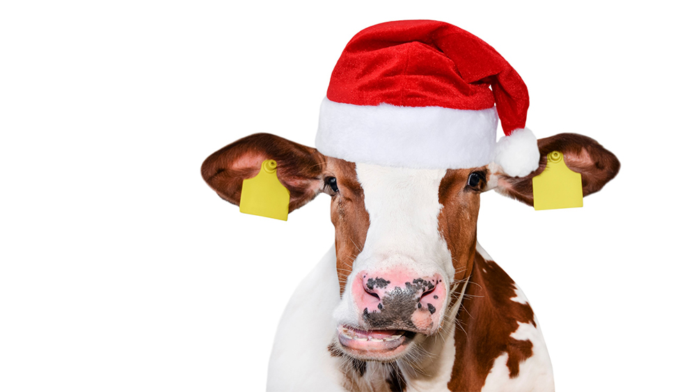 Christmas cow