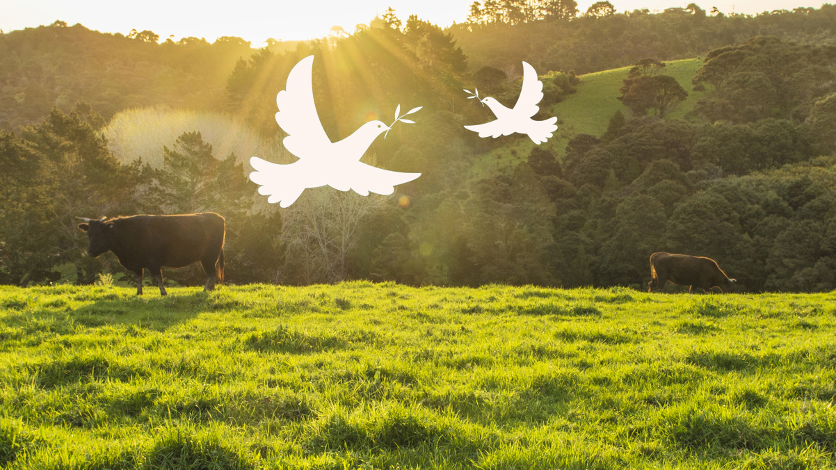 doves over farm grazing cattle