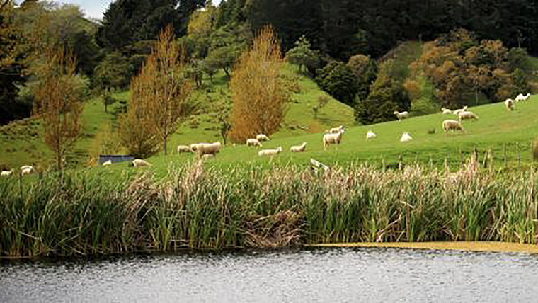 Sheep and pond