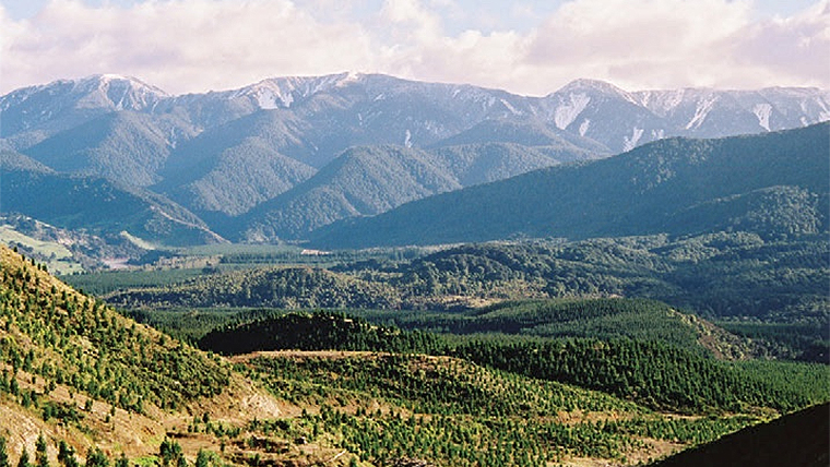 Hawkes Bay forestry