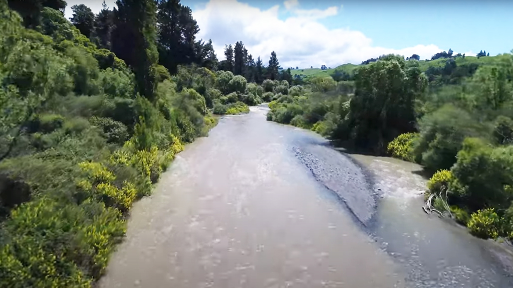 River and forest