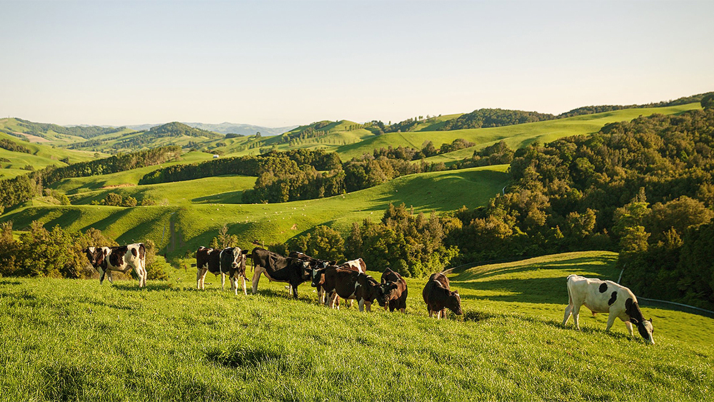 Cattle grazing