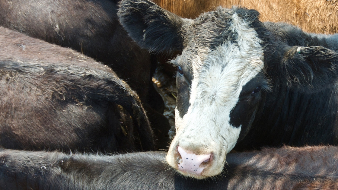 Cattle squeezed