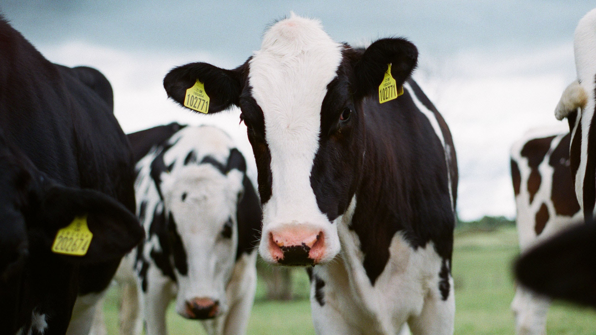 dairy cows 