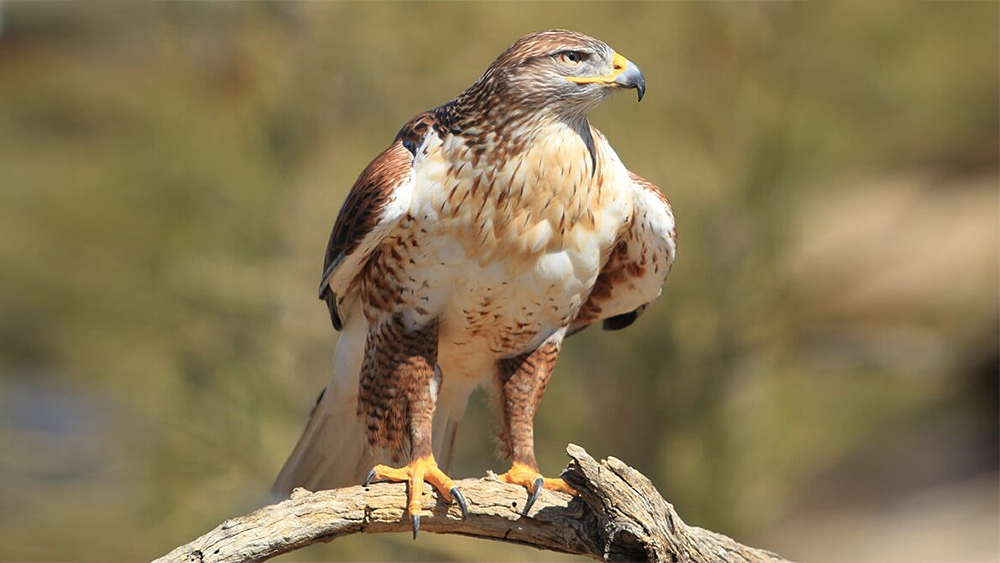 American hawk