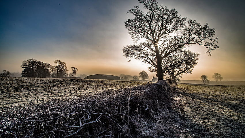 winter tree