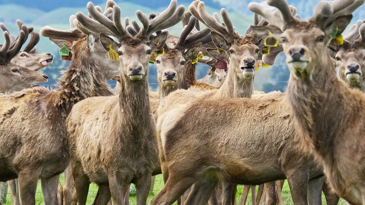 deer velvet herd