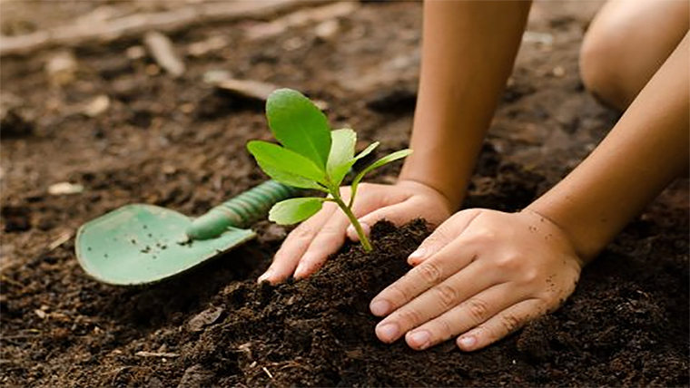 child planting a small tree