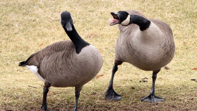 hissing geese