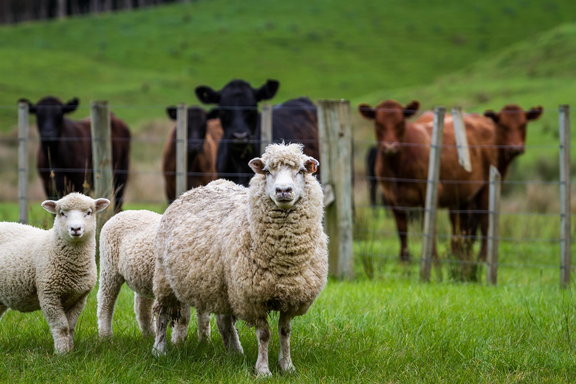 Sheep and cows in paddock