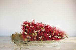 pohutukawa xmas tree