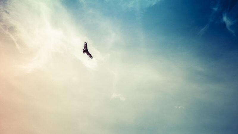 hawk in flight