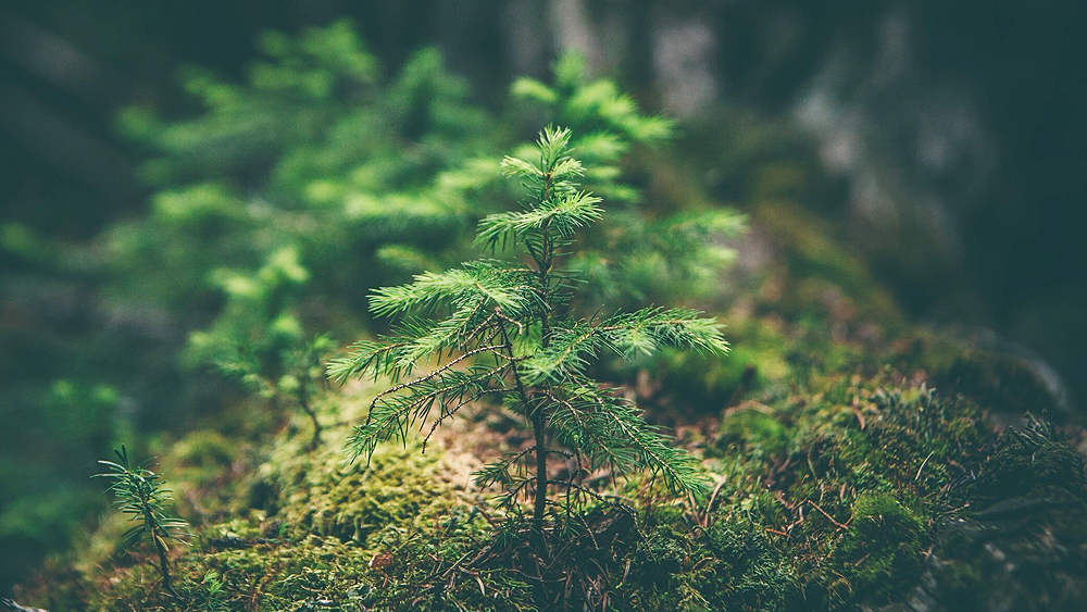 pine seedling