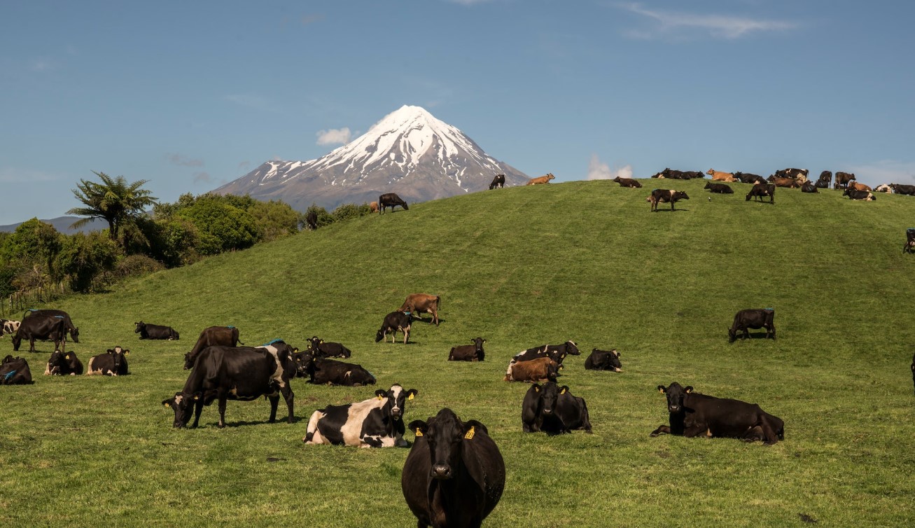 dairy cows in Taranaki