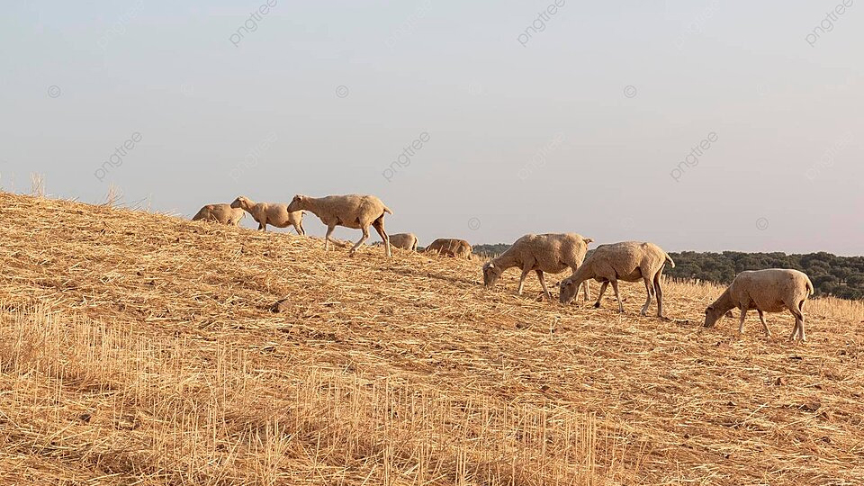 sheep feeding on dry pasture