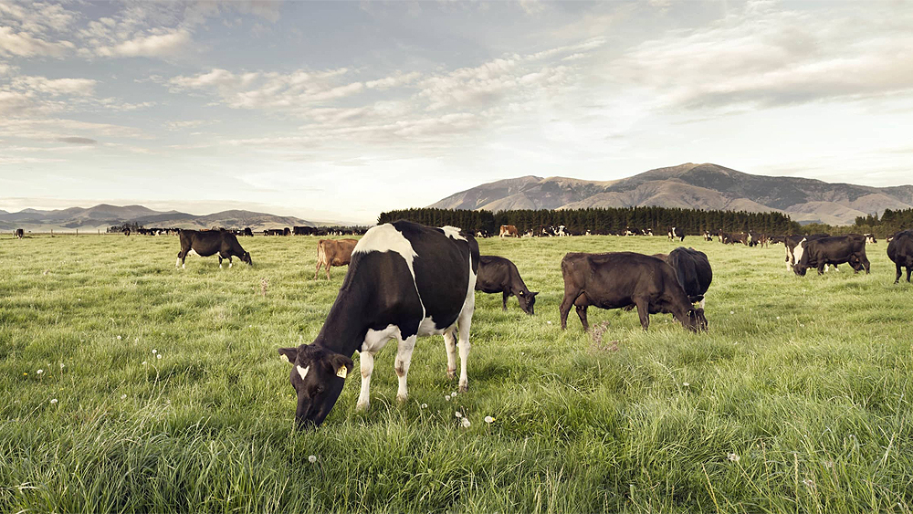 grazing dairy cows