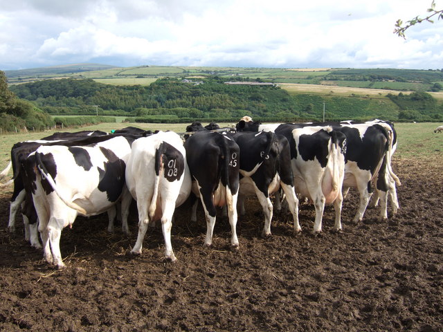 Dairy cows