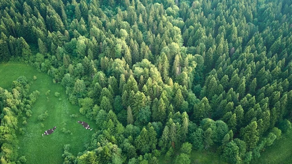 Tswo cows and many trees