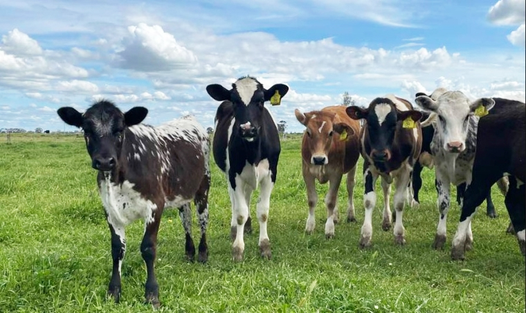 Strategic moment for ‘dairy’ beef – agriculture’s $1.2 bln opportunity