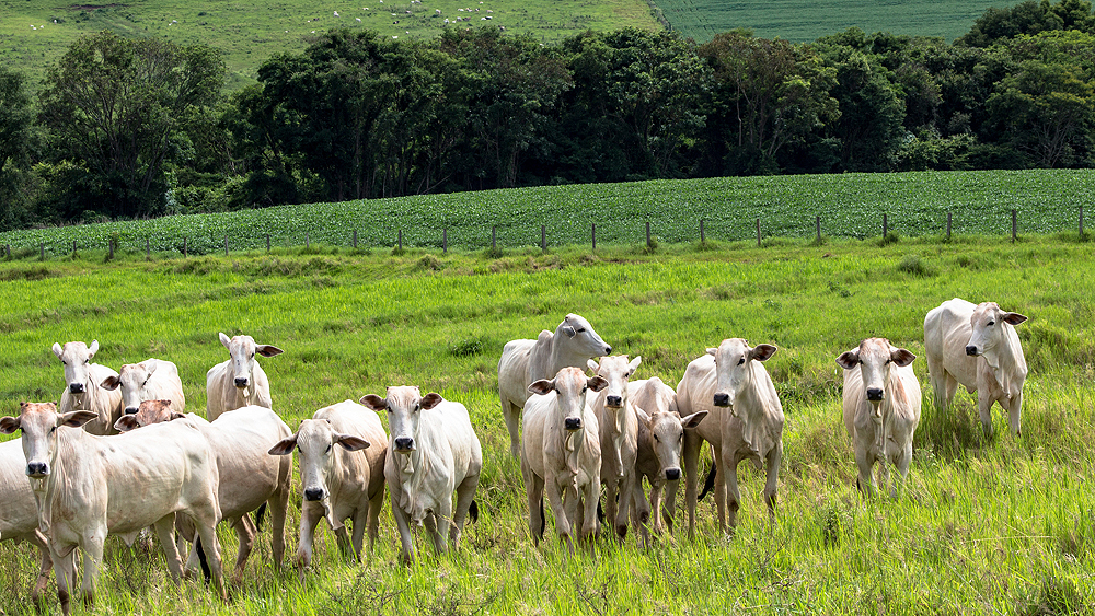 Brazil’s beef machine and the questions it raises