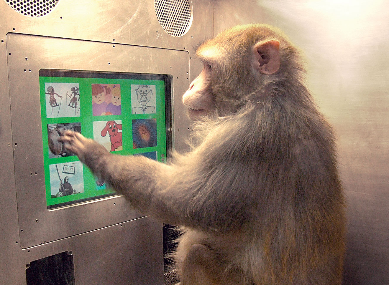 When monkeys outperform humans