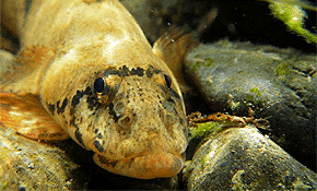 Torrentfish